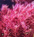 Rotala red
