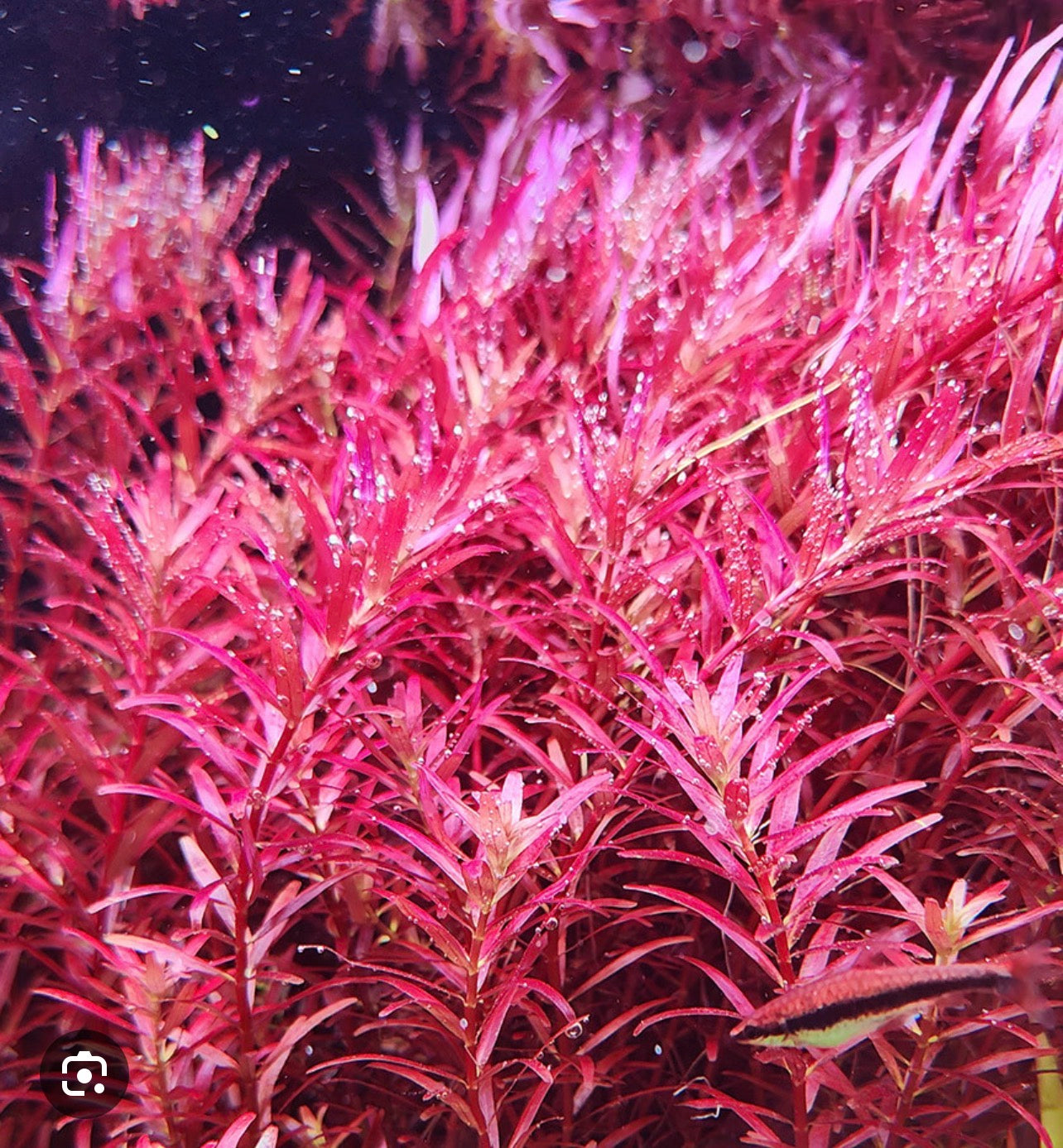 Rotala red