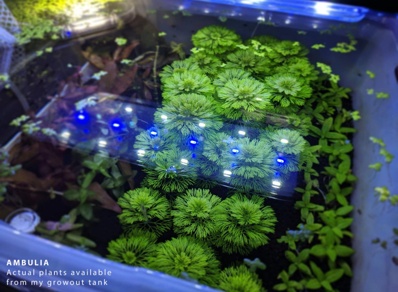 Ambulia (Limnophila sessiliflora)
