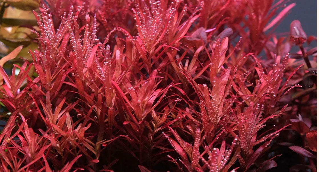 Rotala red