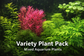 Large variety plant pack