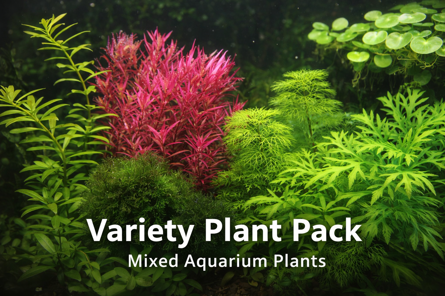 Large variety plant pack