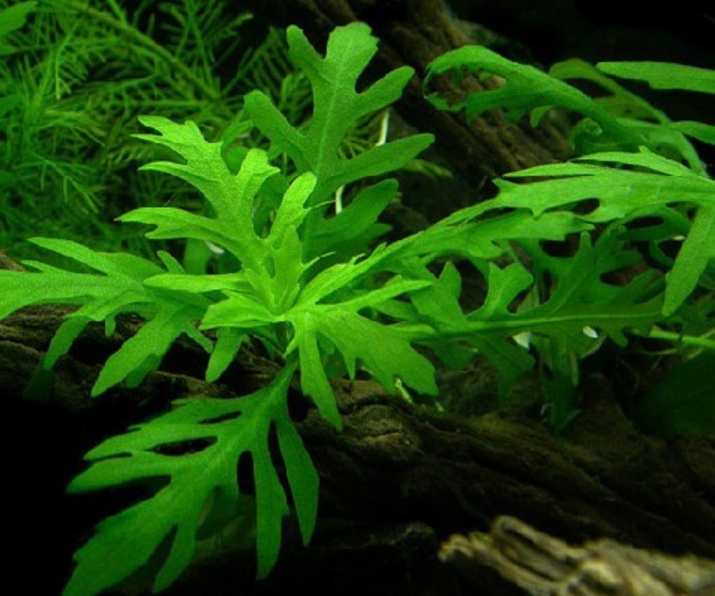 Water Wisteria (Hygrophila difformis)