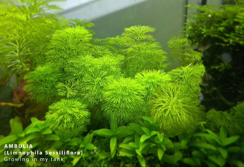 Ambulia (Limnophila sessiliflora)