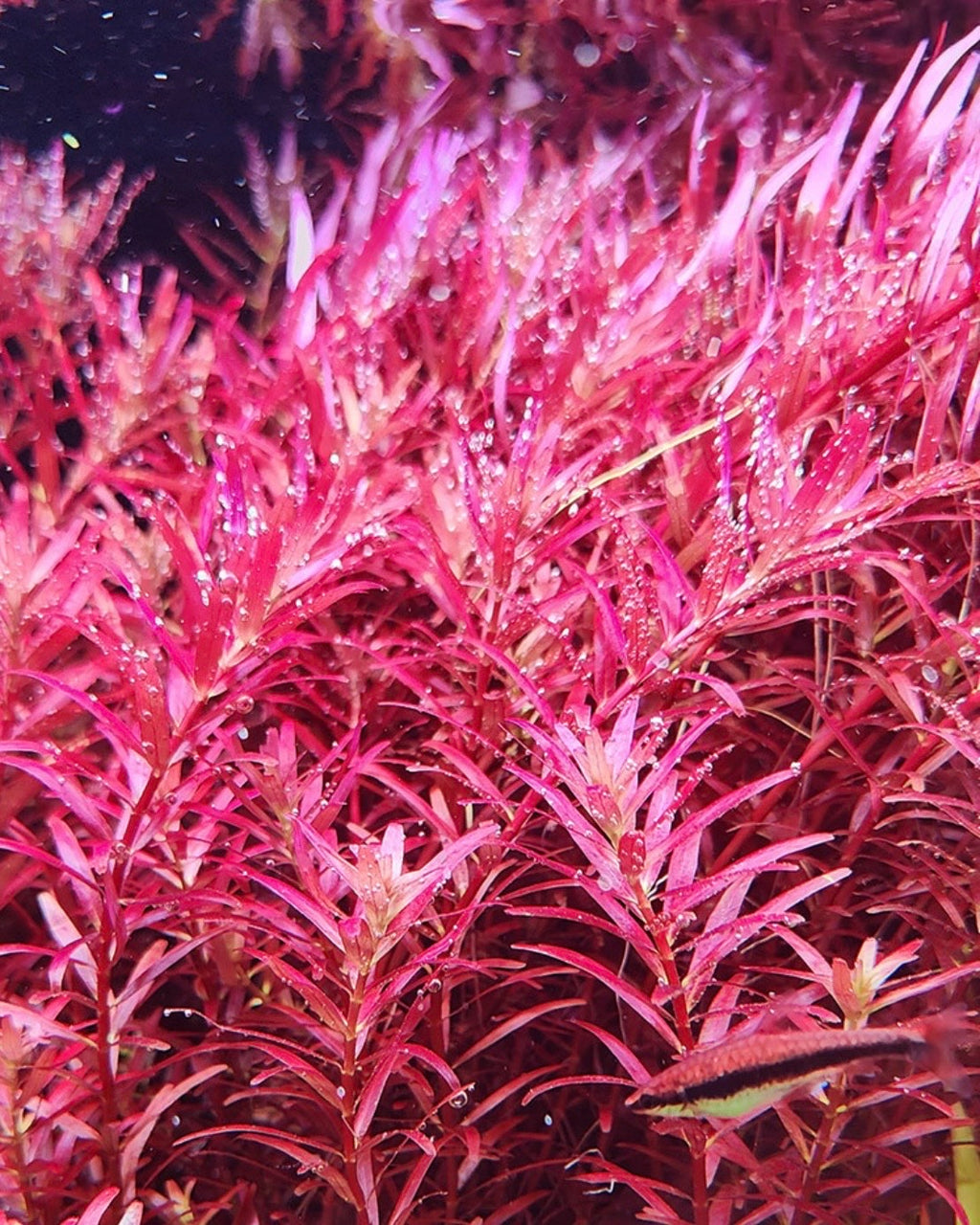 Large variety plant pack