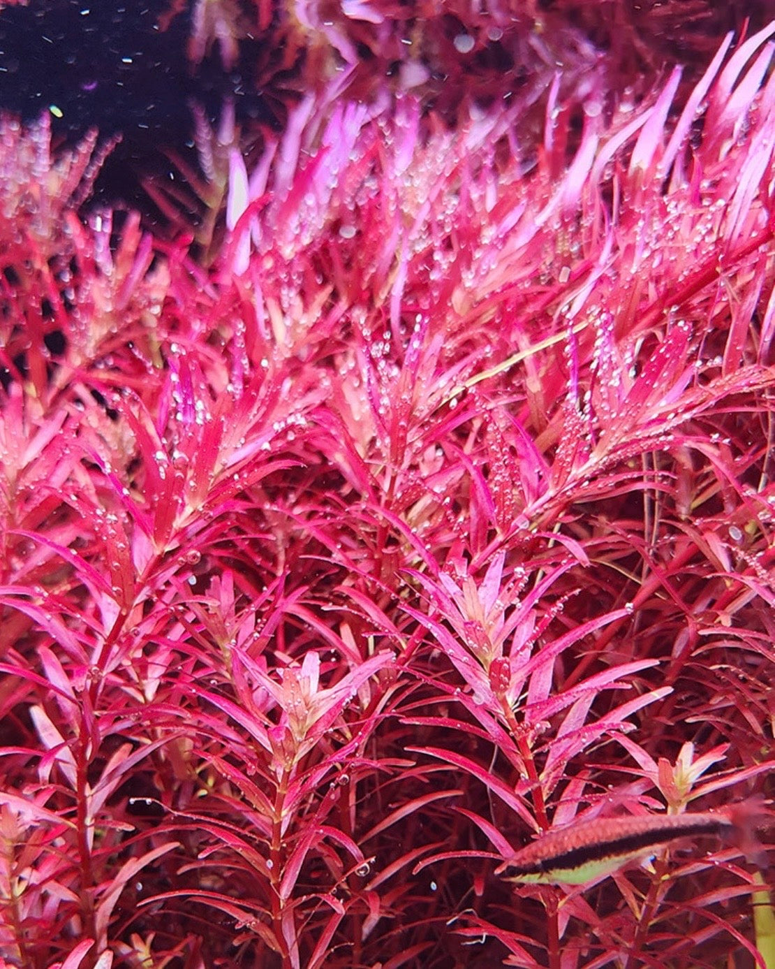 Large variety plant pack