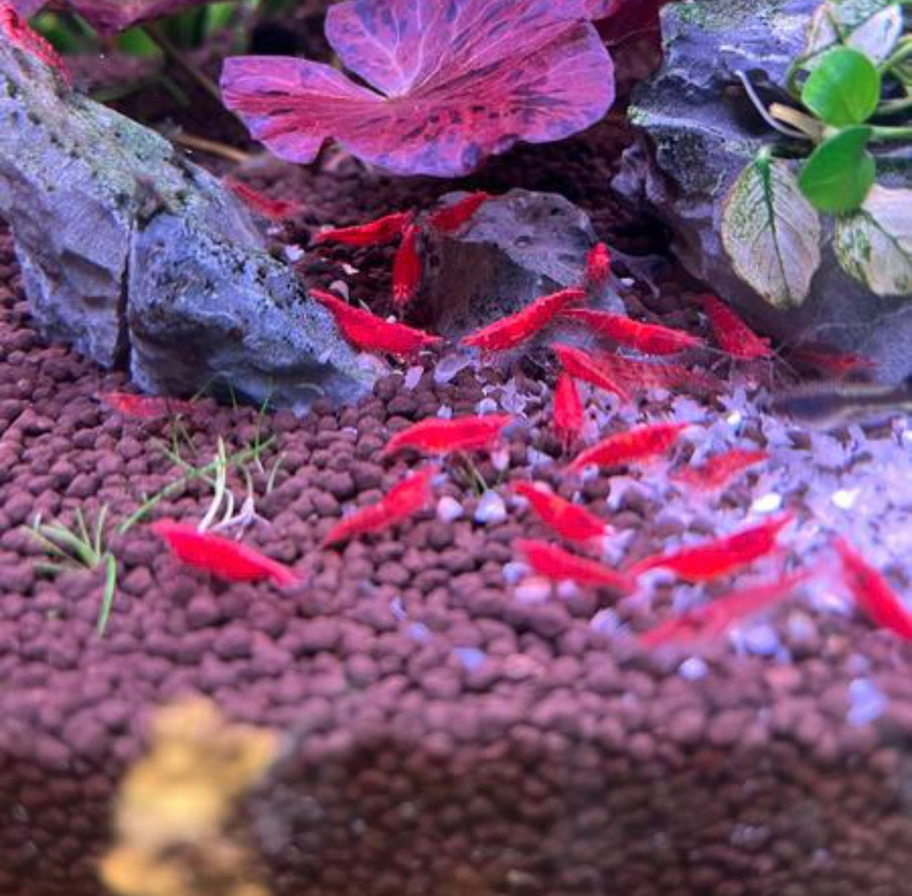 Fire Red Cherry Shrimp (Neocaridina davidi)