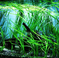 Vallisneria (Val)