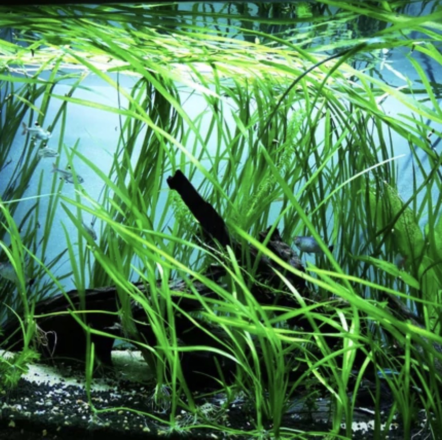 Vallisneria (Val)