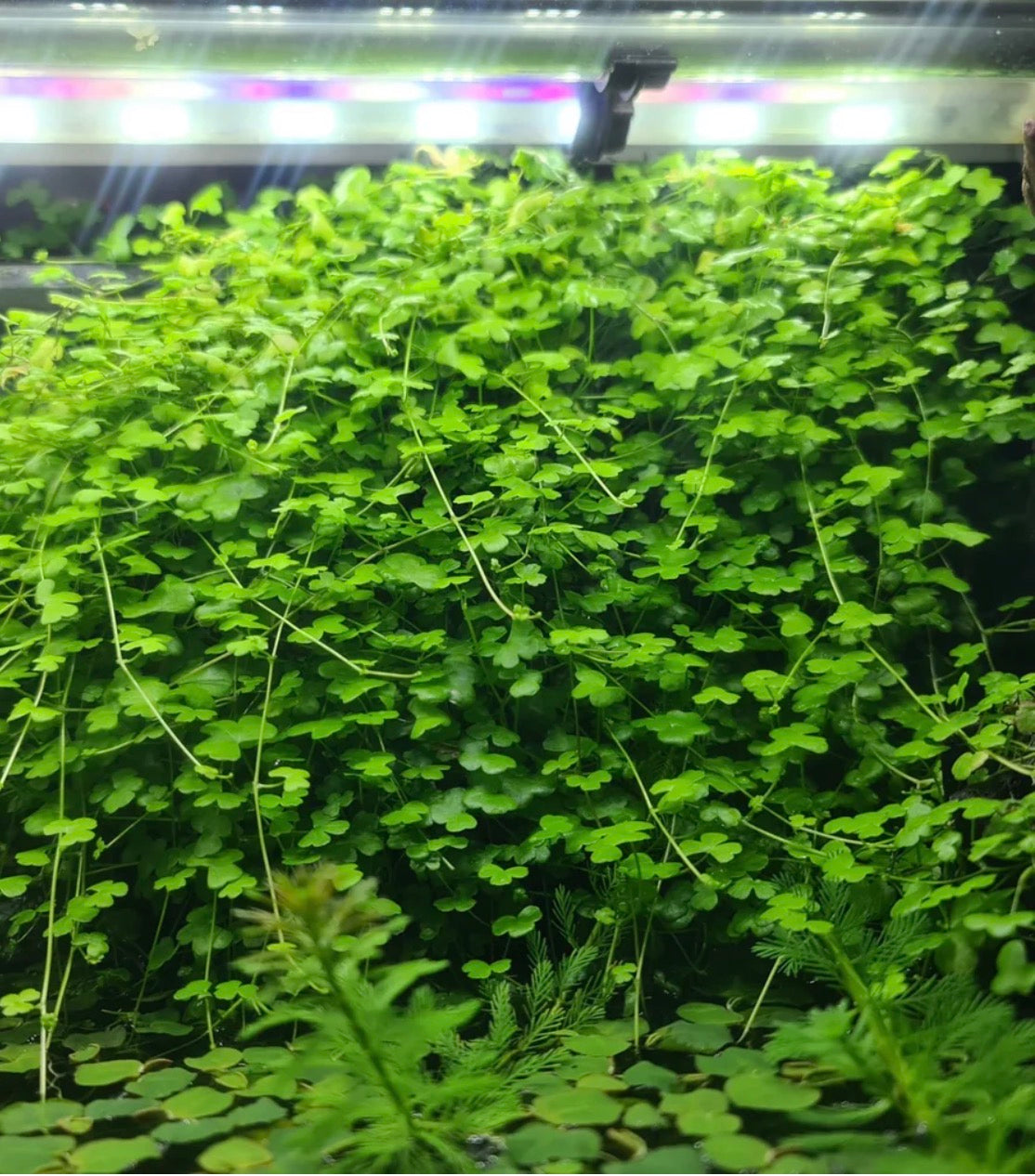 Hydrocotyle Tripartita Japan ‘Mini’