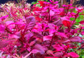 Ludwigia (Red Ludwigia)