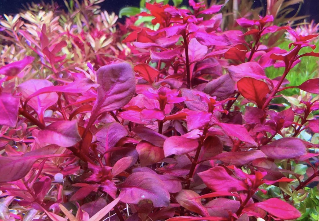 Ludwigia (Red Ludwigia)