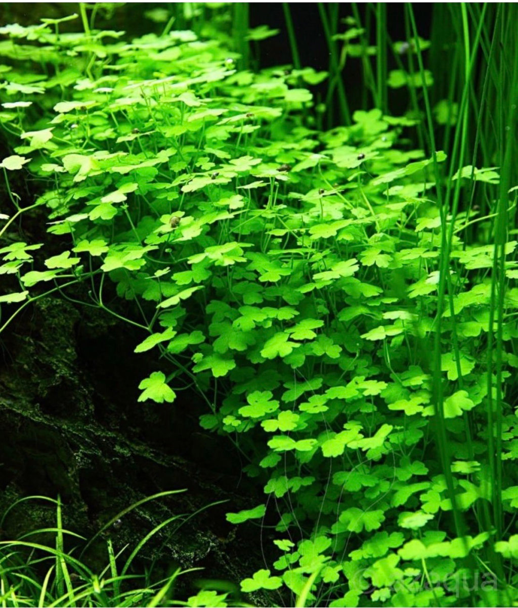 Hydrocotyle Tripartita Japan ‘Mini’