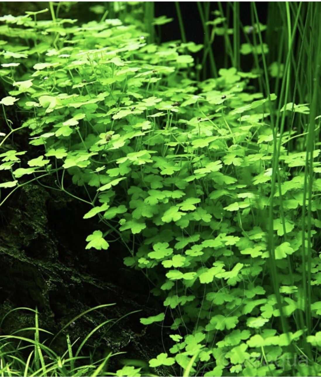 Hydrocotyle Tripartita Japan ‘Mini’