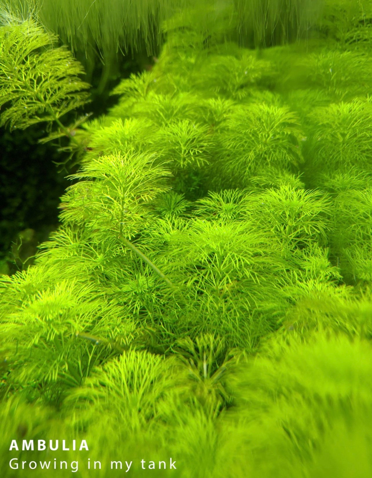 Ambulia (Limnophila sessiliflora)