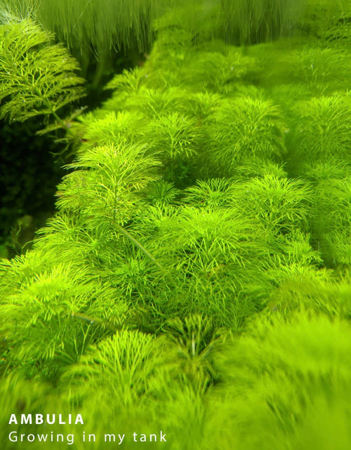 Ambulia (Limnophila sessiliflora)