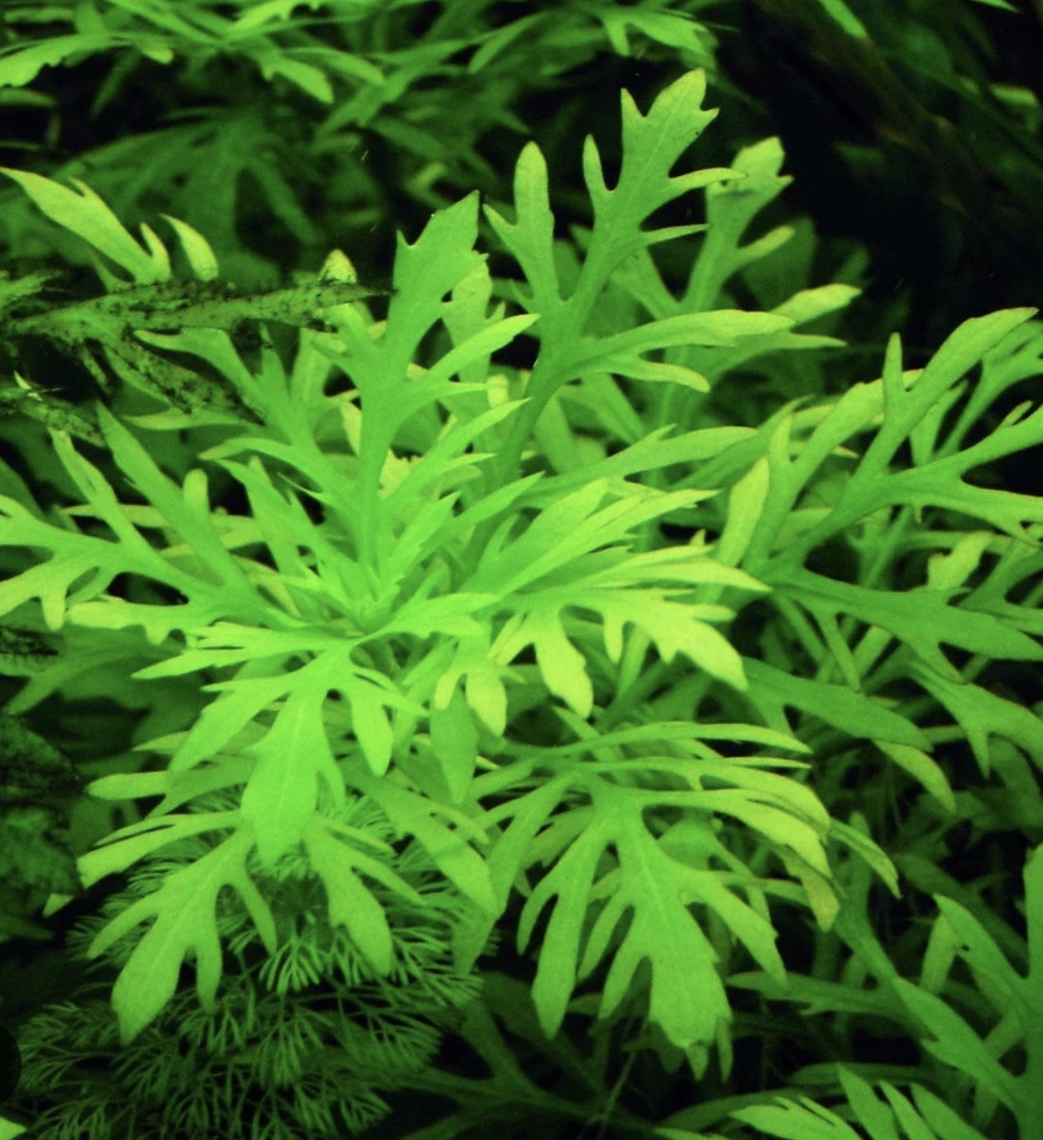 Beginner Plants Pack
