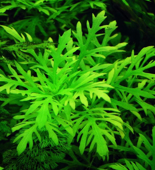 Beginner Plants Pack