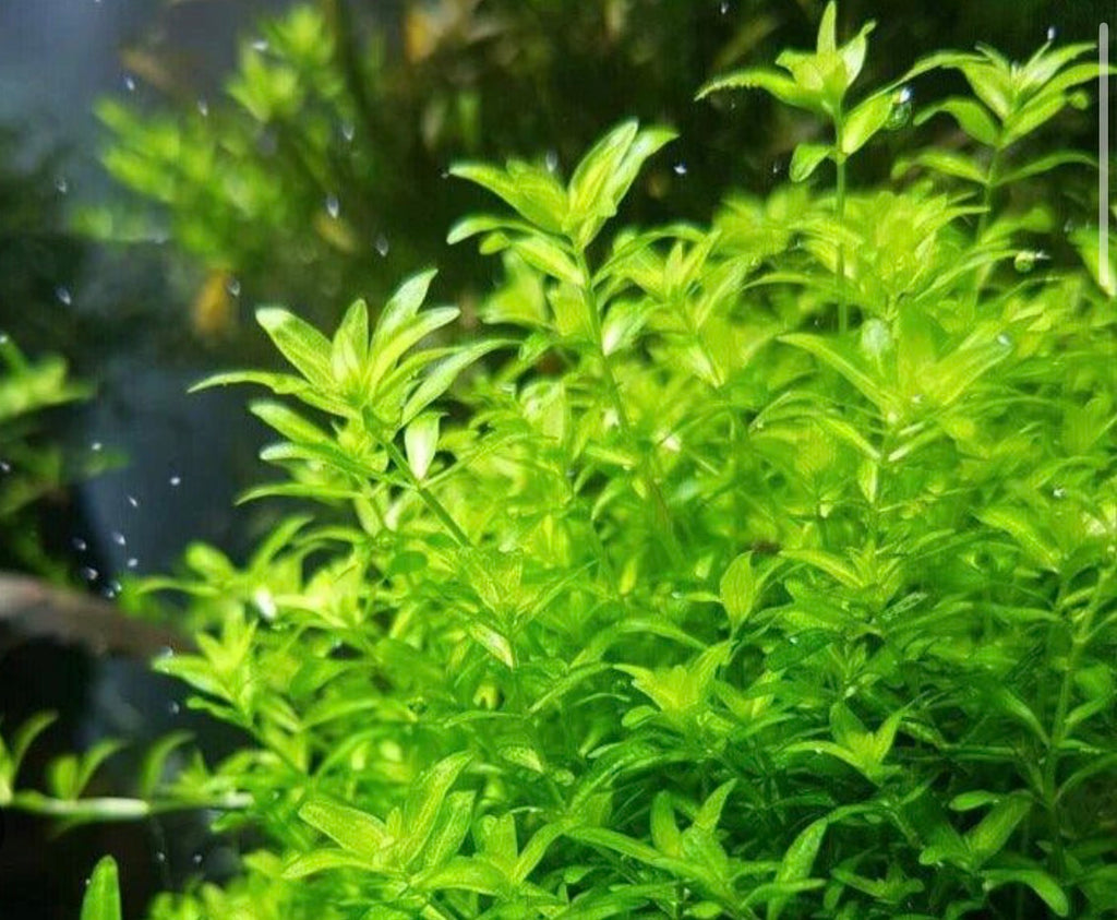 Pearl Weed (Micranthemum micranthemoides)