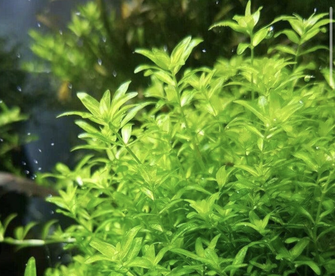 Pearl Weed (Micranthemum micranthemoides)