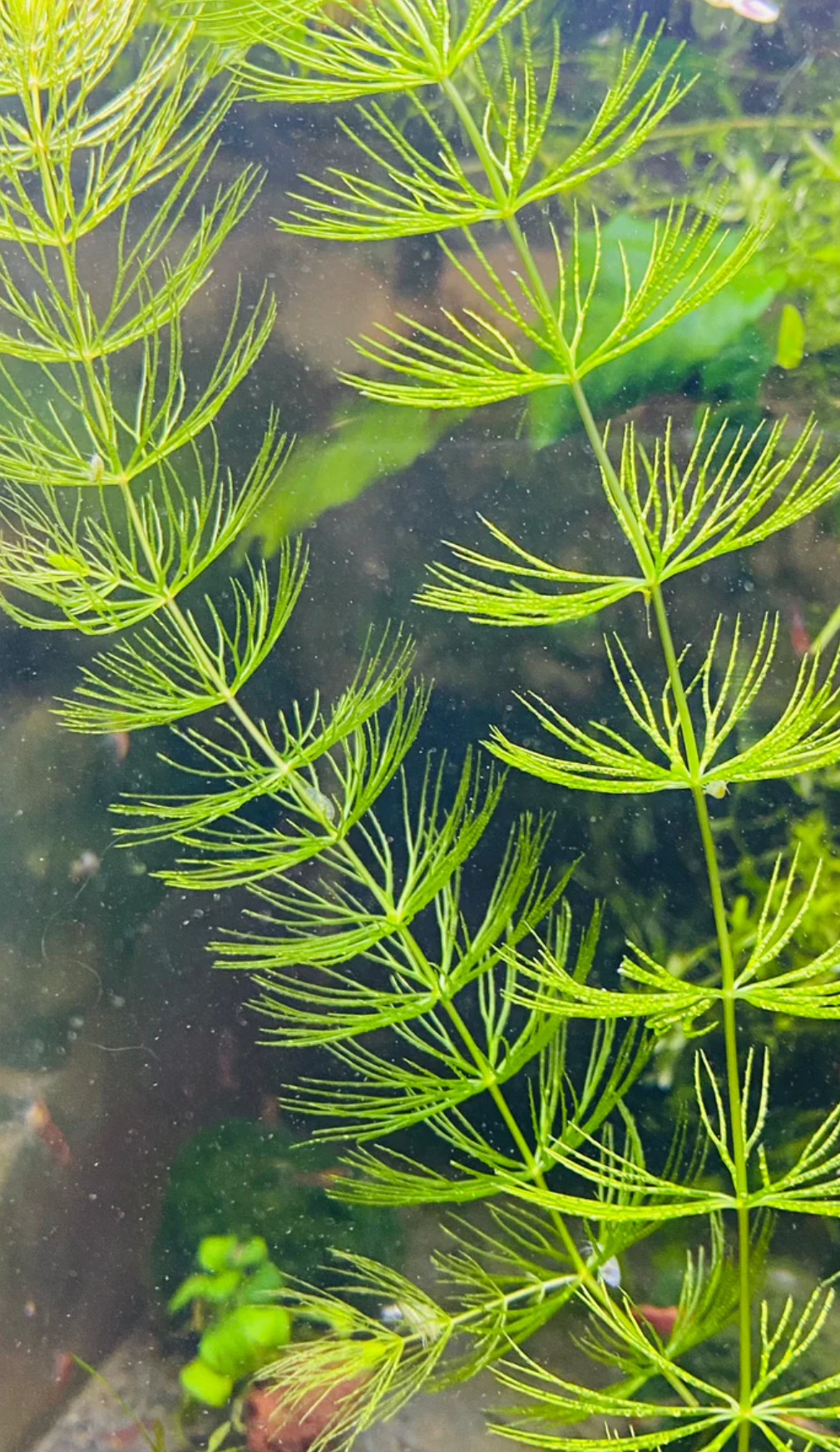 Beginner Plants Pack