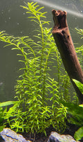Rotala Green (Rotala rotundifolia)