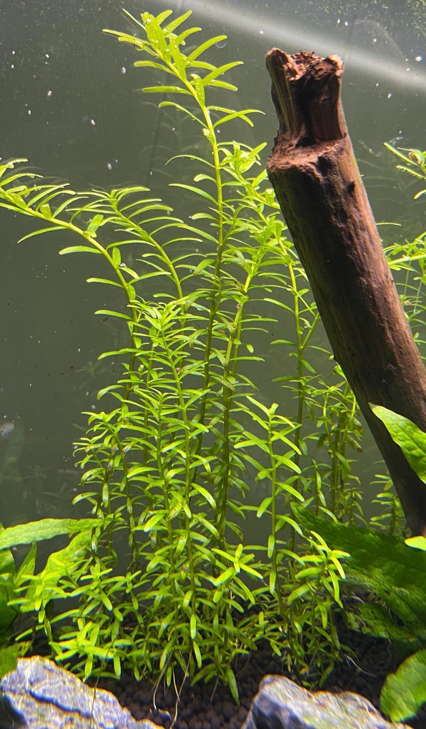 Rotala Green (Rotala rotundifolia)