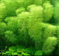 Ambulia (Limnophila sessiliflora)