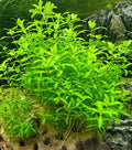Pearl Weed (Micranthemum micranthemoides)