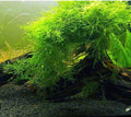 Java Moss (Taxiphyllum barbieri)