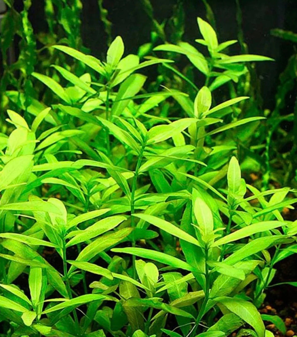 Beginner Plants Pack