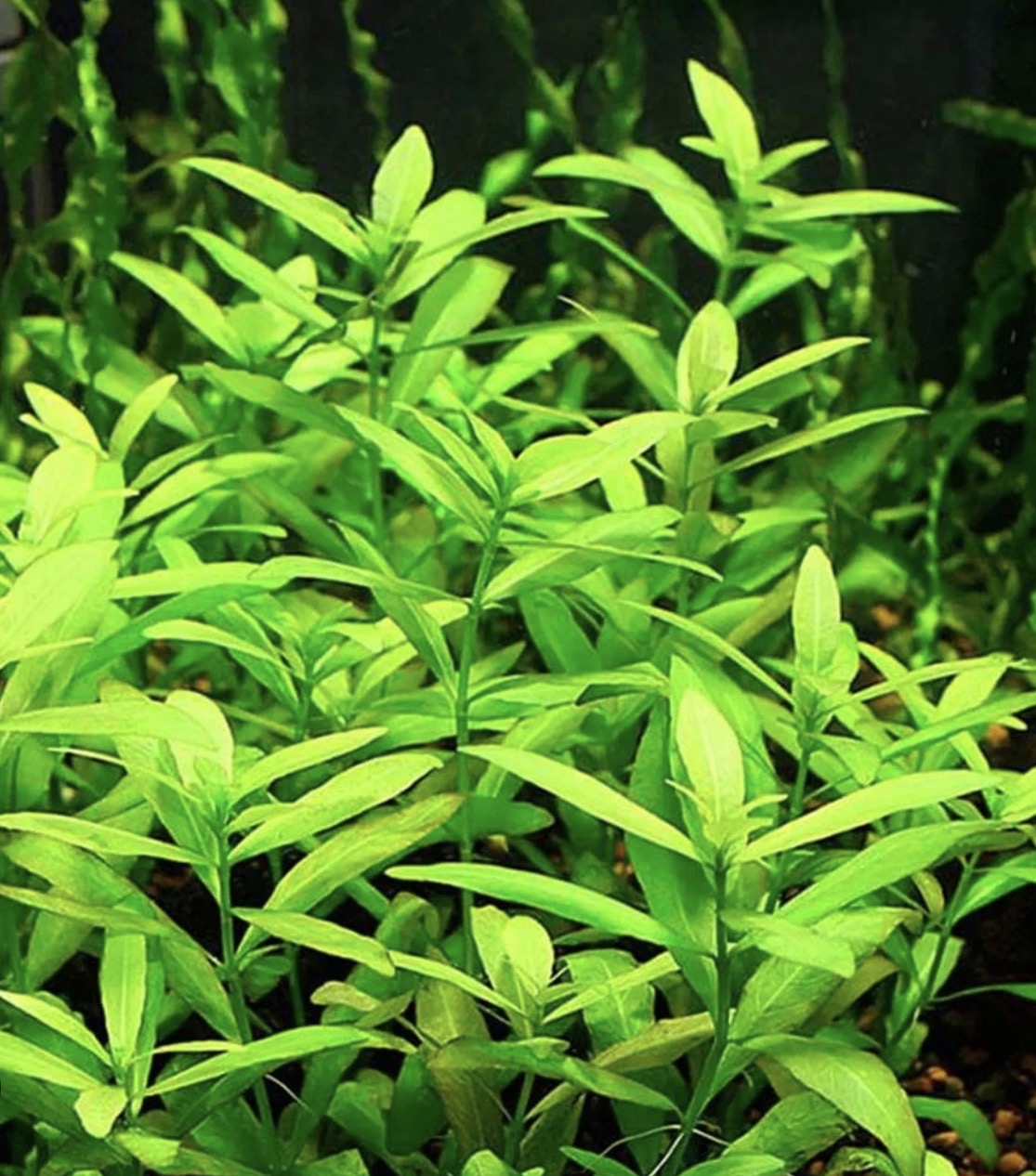 Beginner Plants Pack
