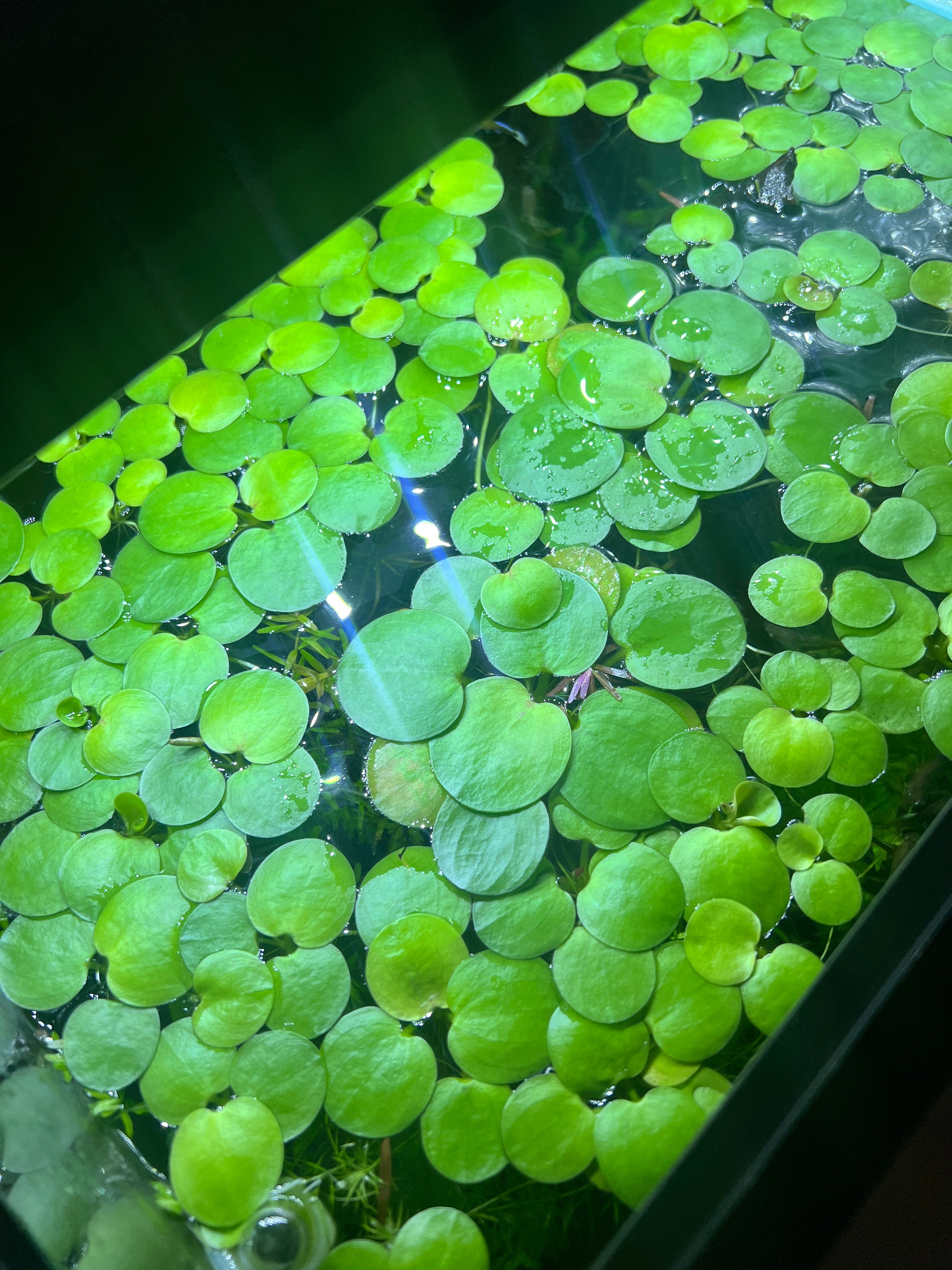 Amazon Frogbit