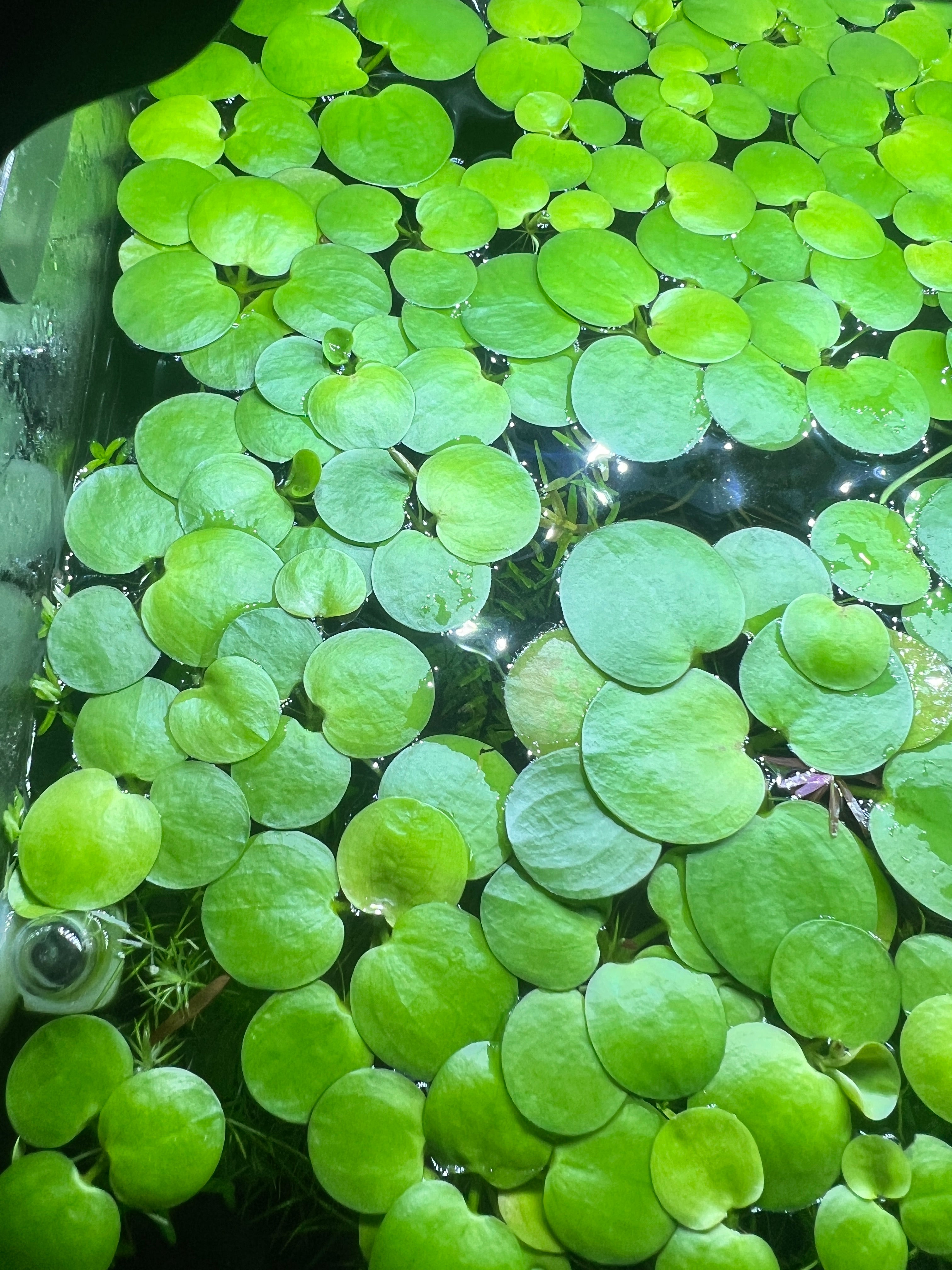 Amazon Frogbit