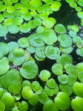 Amazon Frogbit