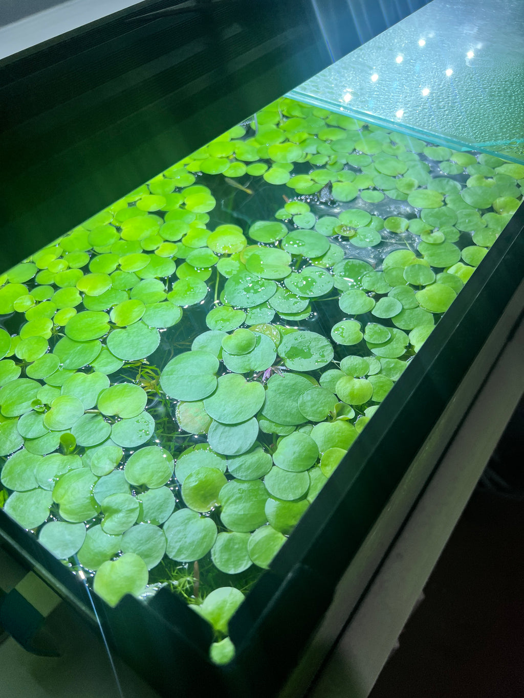 Beginner Plants Pack